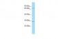 FBXW7 Antibody - C-terminal region